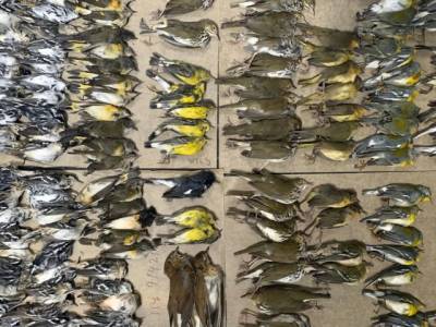 Сотни перелетных птиц погибли, врезавшись в небоскребы Нью-Йорка (ФОТО)