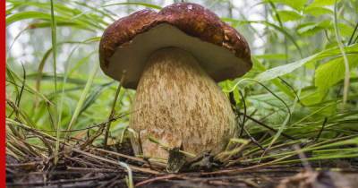 Лесной деликатес: как вырастить грибы на даче