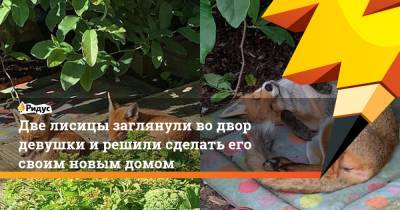 Эмма Томпсон - Две лисицы заглянули во двор девушки и решили сделать его своим новым домом - ridus.ru - Англия