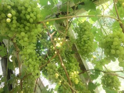 Как лучше возделывать виноград на Среднем Урале?