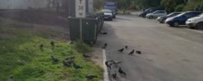 В Новосибирске обнаружили новую жертву детских забав: голубя привязали к мусорному баку