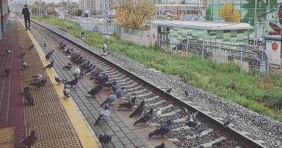 Россияне заметили «ожидающих поезда» голубей на станции в Москве