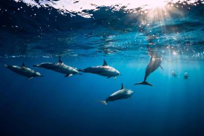 На Фарерских островах убили сразу 1,5 тыс. дельфинов
