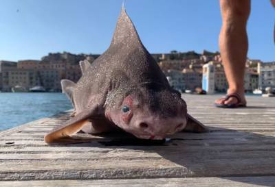 В Средиземном море поймали рыбу-свинью