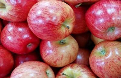 Этот сорт яблони просто супер: совет дачника