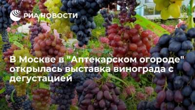 Выставка винограда с дегустацией в Аптекарском огороде в Москве проходит только один день