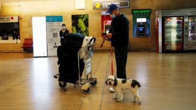 В аэропорту Домодедово собака пропала из багажного отделения