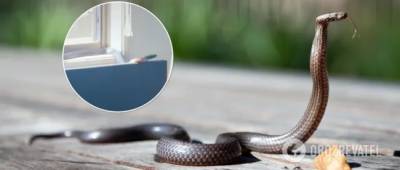 Ядовитая змея забралась в дом австралийки и устроила беспорядок. Видео