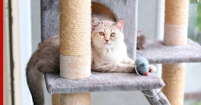 Кошка довольна и мебель цела: какую когтеточку выбрать