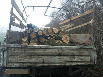 Украинские вояки незаконно вырубали лес в Станице Луганской