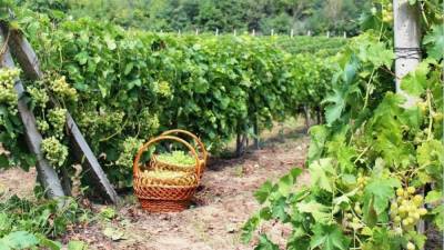 World’s Best Vineyards включил две винодельни России в список лучших в мире