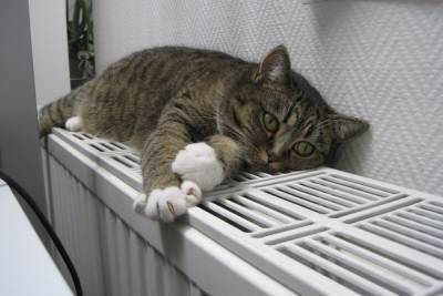 75% жилых домов Петербурга получили отопление