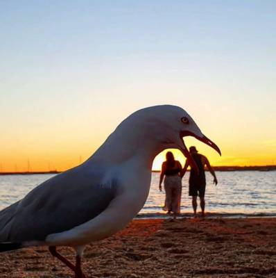 Курьез: чайка испортила влюбленной паре романтическое видео на пляже (ФОТО)