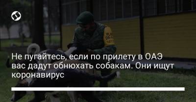 Не пугайтесь, если по прилету в ОАЭ вас дадут обнюхать собакам. Они ищут коронавирус