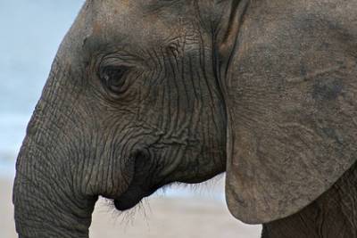 Ученый предложил создать трансгенных слонов вместо мамонтов для заселения Сибири