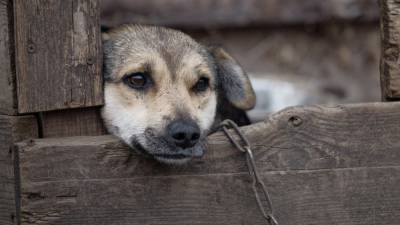 Избивший собаку житель Курганской области приговорен к обязательным работам