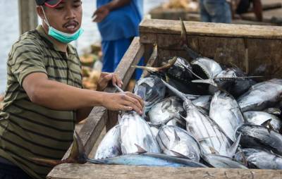 Рыбку не поймали: общепит Петербурга опасается кризиса из-за дефицита тунца