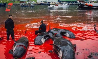 Кровавая традиция: экологов возмутило жестокое убийство полутора тысяч дельфинов на Фарерах