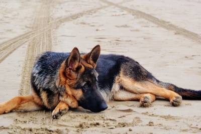 Тамбовские полицейские нашли и вернули владелице щенка немецкой овчарки