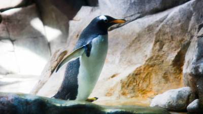 Магеллановых пингвинов выпустили на волю после реабилитации в Аргентине