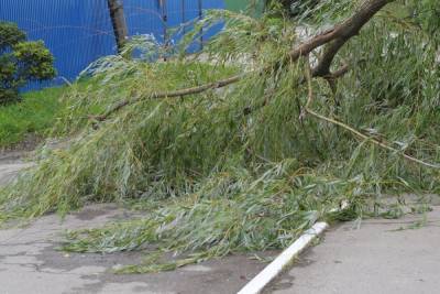 В Туле на территории детского сада рухнуло дерево