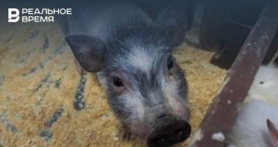 В Татарстане отменили карантин, введенный из-за африканской чумы свиней