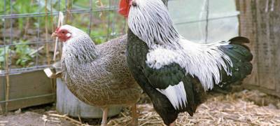На дачных участках запрещено держать сельскохозяйственных животных и птиц, решил суд