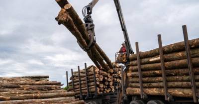 Экспорт древесины могут разрешить к концу 2021 года — Гослесагентство
