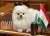 Лукашенко приехал на саммит ОДКБ с наглой собакой
