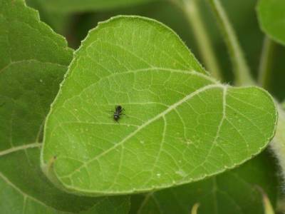 Как бороться с муравьями на даче: 3 народных средства