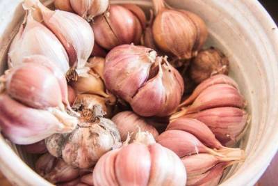 Чем подкормить лук и чеснок для того, чтобы собрать богатый урожай: советы опытных огородников