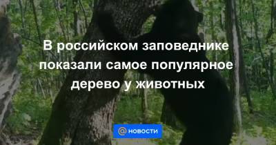 В российском заповеднике показали самое популярное дерево у животных