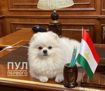 Собака президента Белоруссии оказалась в центре внимания СМИ