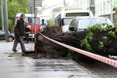 Упавшее из-за непогоды дерево перекрыло дорогу в центре Москвы
