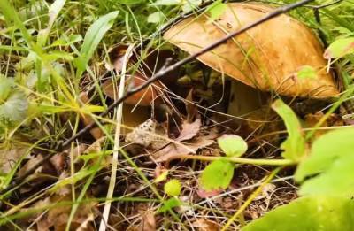 Настоящая сказка: топ "урожайных" областей Украины для заядлых грибников