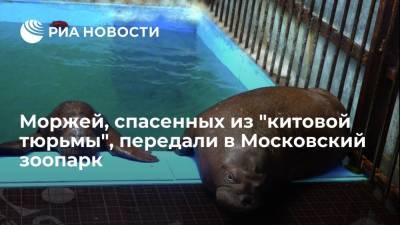 Моржей, спасенных из "китовой тюрьмы" в Приморье, передали в Московский зоопарк