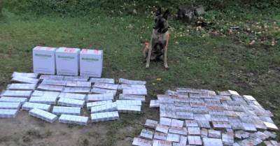 Служебный пес Марко выявил 27 тысяч нелегальных сигарет в Кулдиге