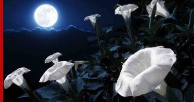 Пока все спят: удивительные цветы, которые распускаются ночью
