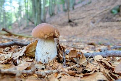 Миколог рассудил спор, можно ли есть червивые грибы