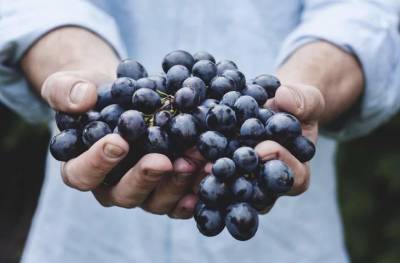 Что посадить рядом с виноградом, чтобы были обильные гроздья ягод