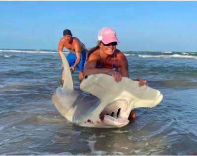 В США поймали и отпустили гигантскую акулу-молот