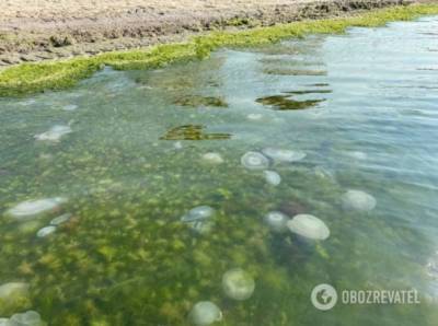 Море в Коблево превратилось в «суп» из водорослей и медуз (ФОТО)