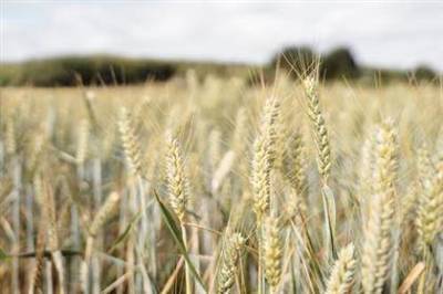 Пошлина на экспорт пшеницы из РФ снизится с 22 сентября до $50,9 за тонну
