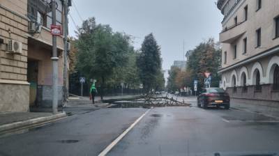 Упавшее дерево заблокировало половину дороги в центре Воронежа