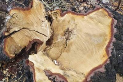 В Зауралье местный житель незаконно вырубил деревья на 4,5 миллиона рублей