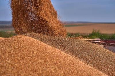 Австралия потеснит Украину и США в списке крупнейших экспортеров пшеницы
