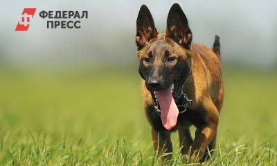 В Кузбассе стая собак напала на ребенка
