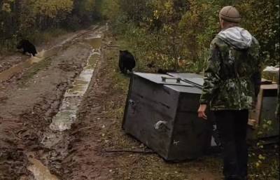 Трех медвежат, выращенных в Тверской области, вернули в родные леса
