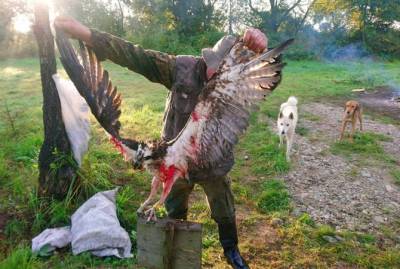На Ивано-Франковщине смертельно ранили птицу из Красной книги Украины, прилетевшую из Финляндии