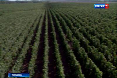 В Ростовской области валовой сбор винограда составил более 700 тонн